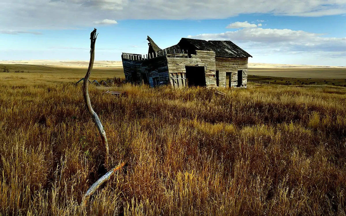Tall prairie grass in front of an old wooden homestead under a wide Alberta sky